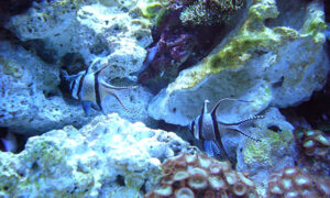 アクアワールド茨城県大洗水族館