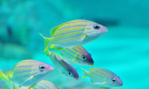 アクアワールド茨城県大洗水族館