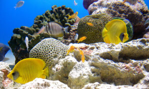 大洗水族館