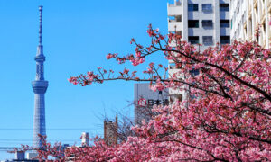 旧中川の河津桜