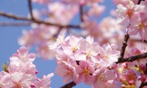 権現堂公園の河津桜