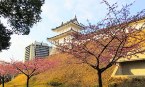 宇都宮城址公園の河津桜