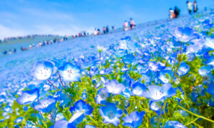 国営ひたち海浜公園