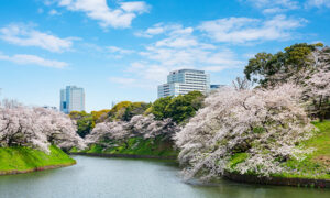 千鳥ヶ淵