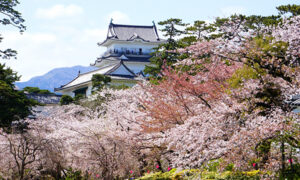 小田原城址公園