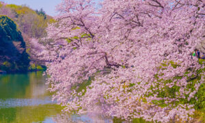 三ツ池公園