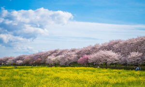 幸手権現堂桜堤