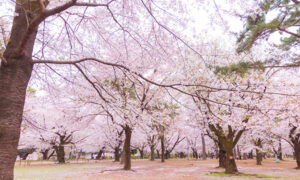 さいたま市大宮公園