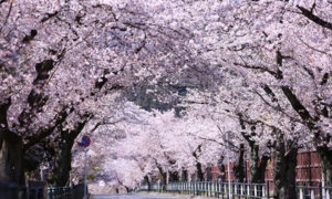 長瀞の桜