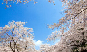 清水公園