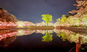 茂原公園の桜
