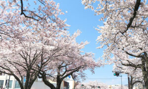 平和通りの桜