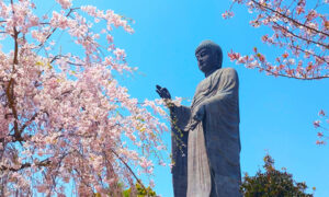 牛久大仏周辺の桜
