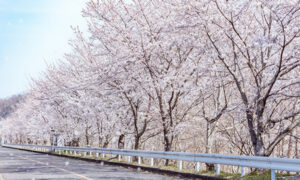 桜並木
