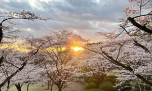 八幡山公園
