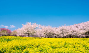赤城南面千本桜