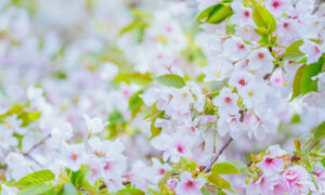 桜山公園