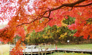 みかも山公園