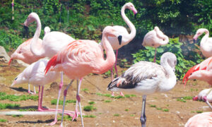 桐生が岡動物園