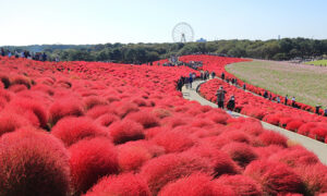 国営ひたち海浜公園