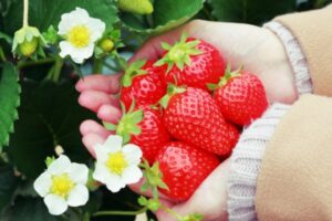 いちご狩り_イメージ