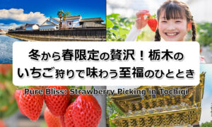 冬から春限定の贅沢! 栃木県のいちご狩りで味わう至福のひととき