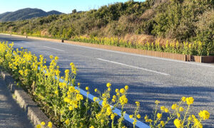 房総フラワーライン
