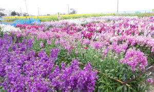 白間津のお花畑