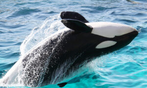 鴨川シーワールド